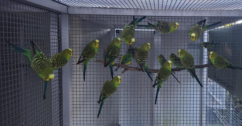 Pure Bush Budgies