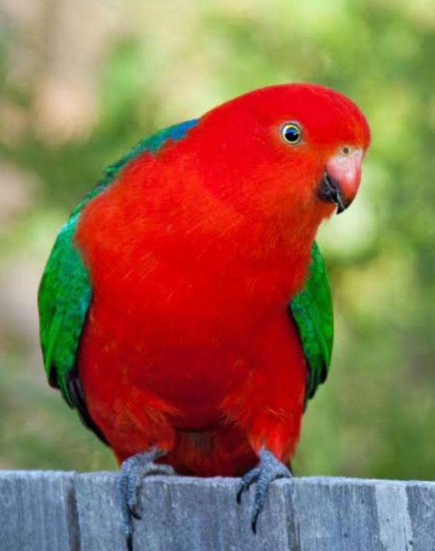 King Parrot cock bird