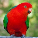 King Parrot cock bird