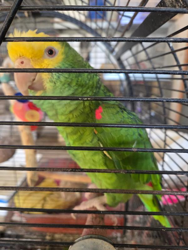 Birds available for Ballarat Sale