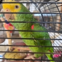 Birds available for Ballarat Sale