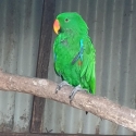 Eclectus parrot