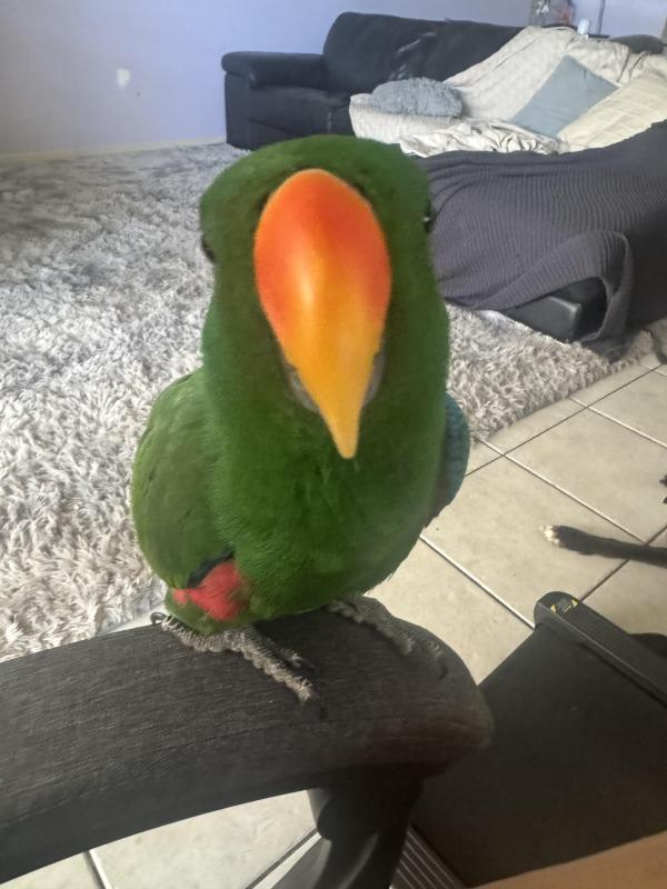 Wanted: Eclectus Parrot