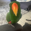 Wanted: Eclectus Parrot