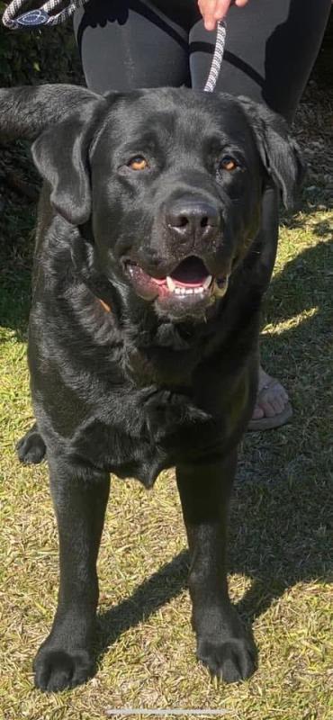 Purebred English Labrador