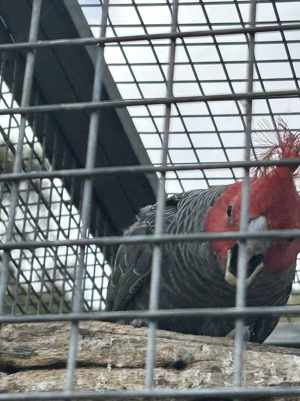 Gang Gang Cockatoo