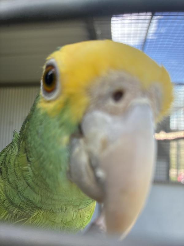 WTBDouble yellow headed Amazon male