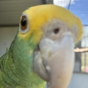 WTBDouble yellow headed Amazon male