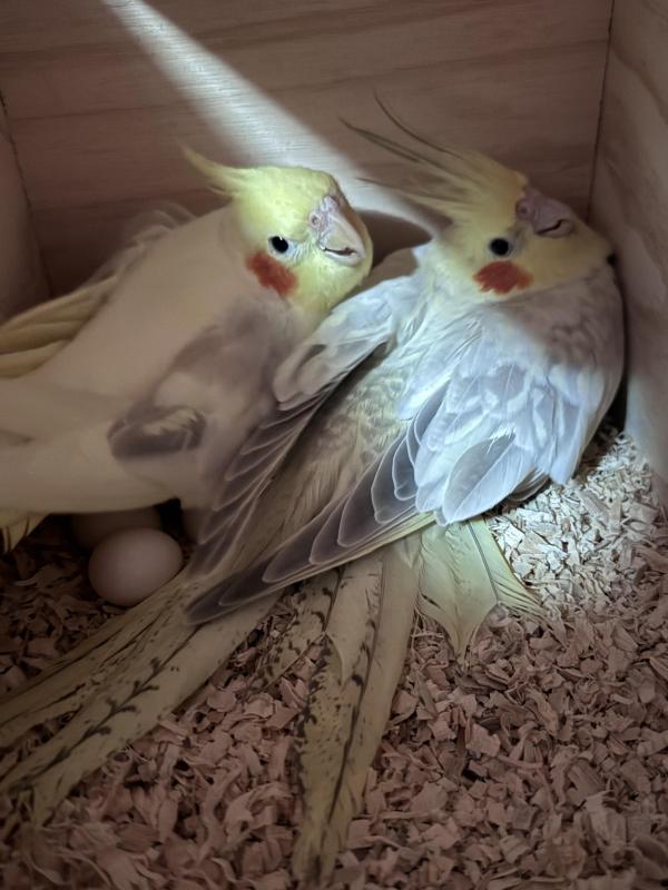 Proven cockatiel pair - come with dna