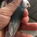 Anyone taking mutation finches/gouldians to Forbes sales?