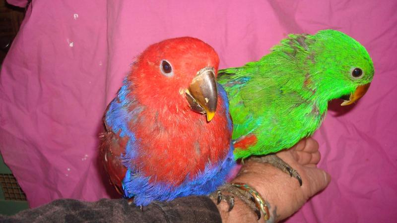 BABY FEMALE ECLECTUS HAND RAISED