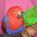 BABY FEMALE ECLECTUS HAND RAISED