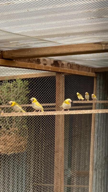Pied Cuban Finch