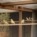 Pied Cuban Finch