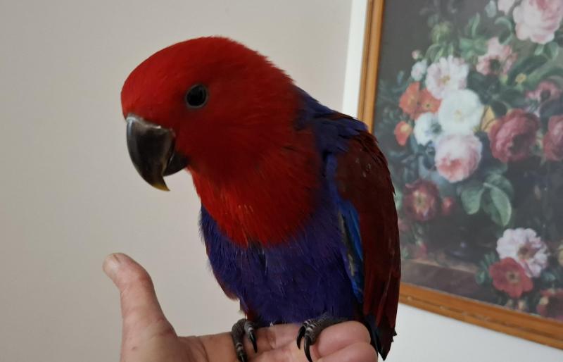 Eclectus hand raised