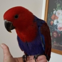 Eclectus hand raised