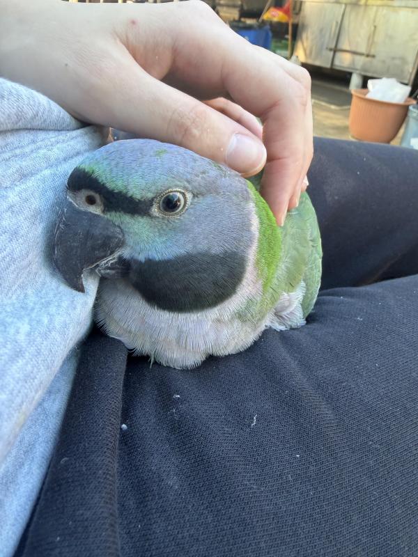 Female Handraised Derbyan
