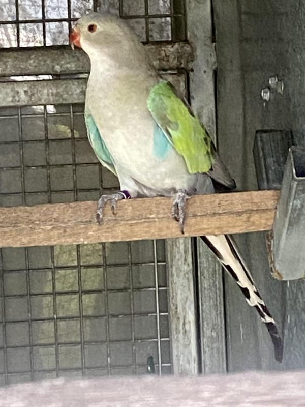 PRINCESS BLUE/lLIME X  PARBLUE SPLIT LIME HEN X