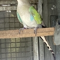 PRINCESS BLUE/lLIME X  PARBLUE SPLIT LIME HEN X