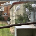 Quakers