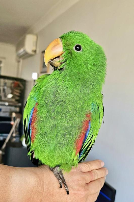 Baby Hand Raised Male Eclectus Parrot