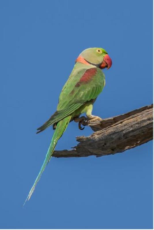 SPLIT ALEXANDRINE