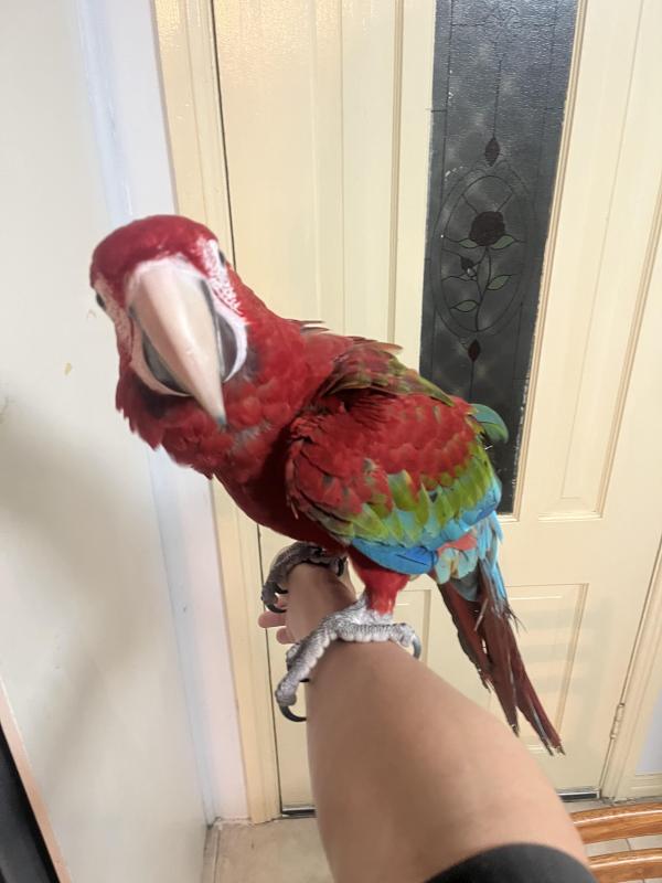 Tamed green wing macaw
