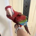 Tamed green wing macaw