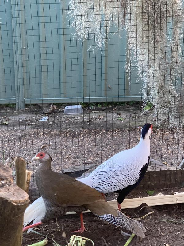 pheasants
