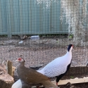 pheasants