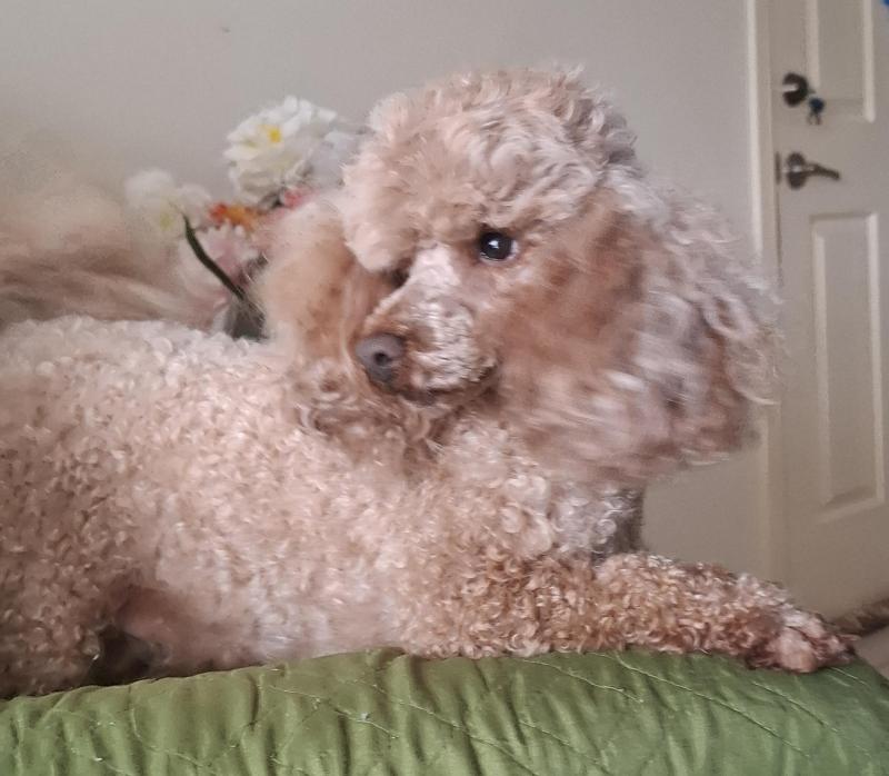 Toy Poodle- Apricot Male