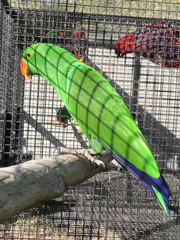 Eclectus- Red sided and Vos