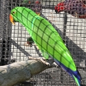 Eclectus- Red sided and Vos