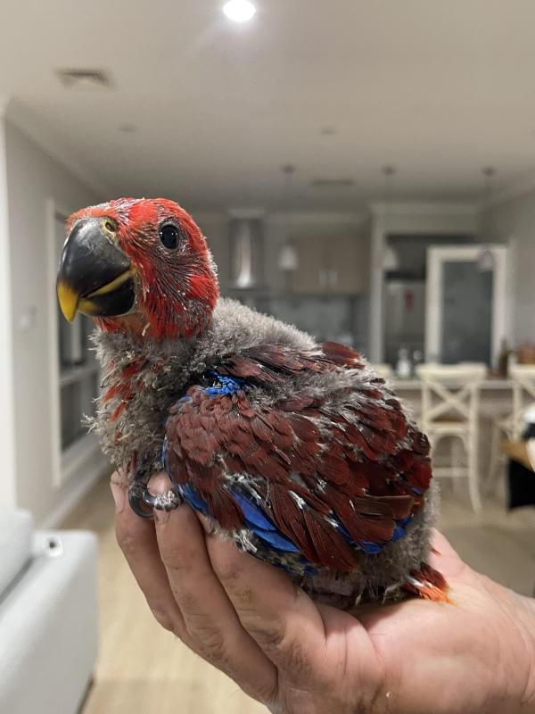 Hand raise Eclectus hens
