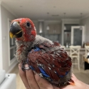Hand raise Eclectus hens