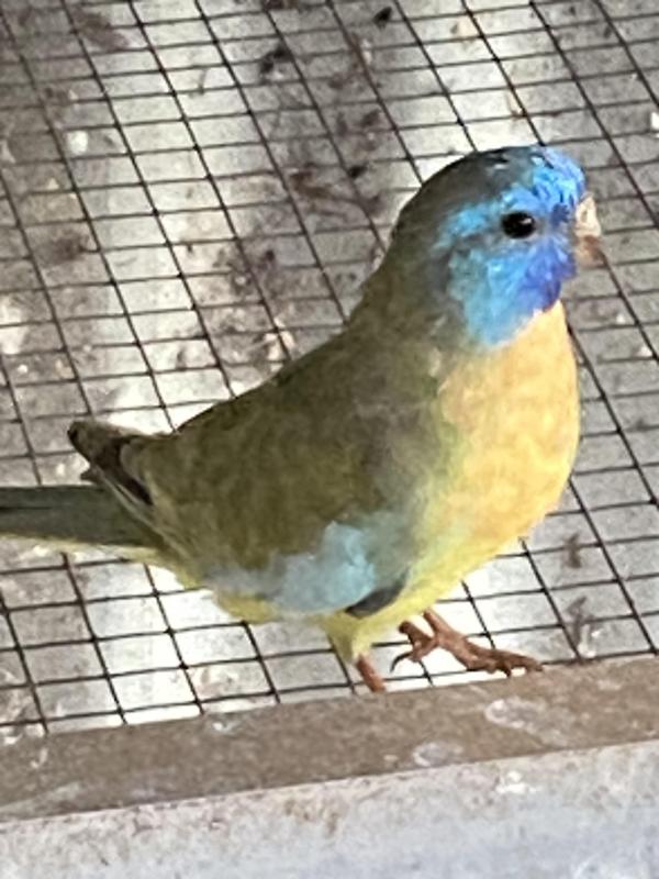 SCARLET CHESTED MUTATIONS