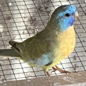 SCARLET CHESTED MUTATIONS
