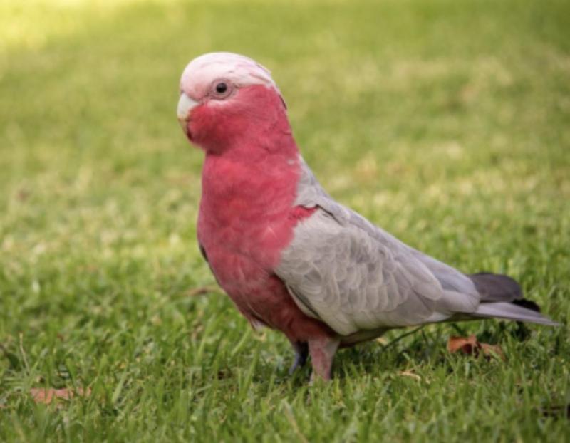 GALAH WANTED