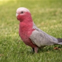 GALAH WANTED
