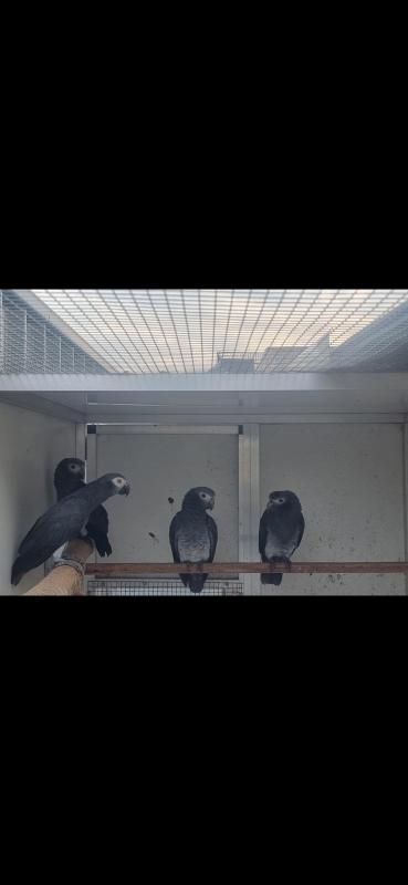 Timneh African greys pairs + spares