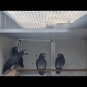 Timneh African greys pairs + spares