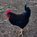 Barnervelder rooster needing a new home