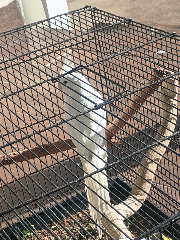 LOST COCKATIELS