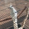 LOST COCKATIELS