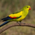 WANTED: Regent Parrot Pair