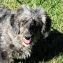 Bordoodles - DNA Clear - RightPaw Verified - Ready Now!
