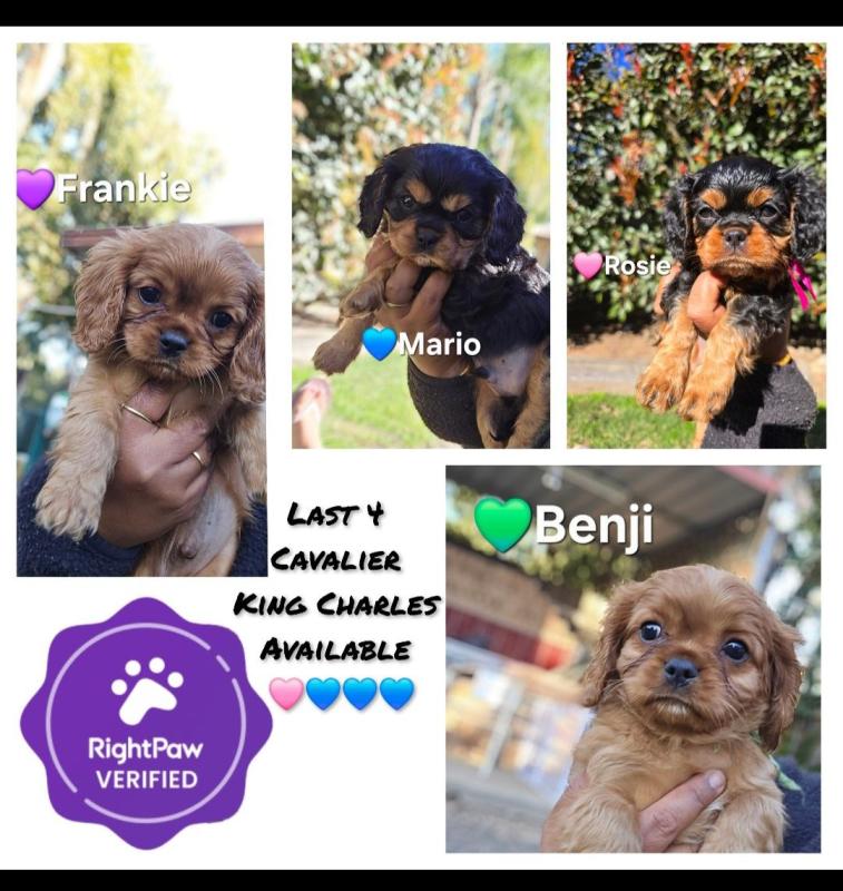Cavalier King Charles