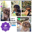 Cavalier King Charles