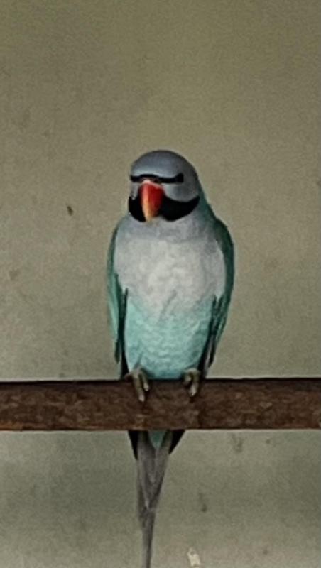 Blue Moustache Breeding Pair