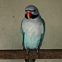 Blue Moustache Breeding Pair